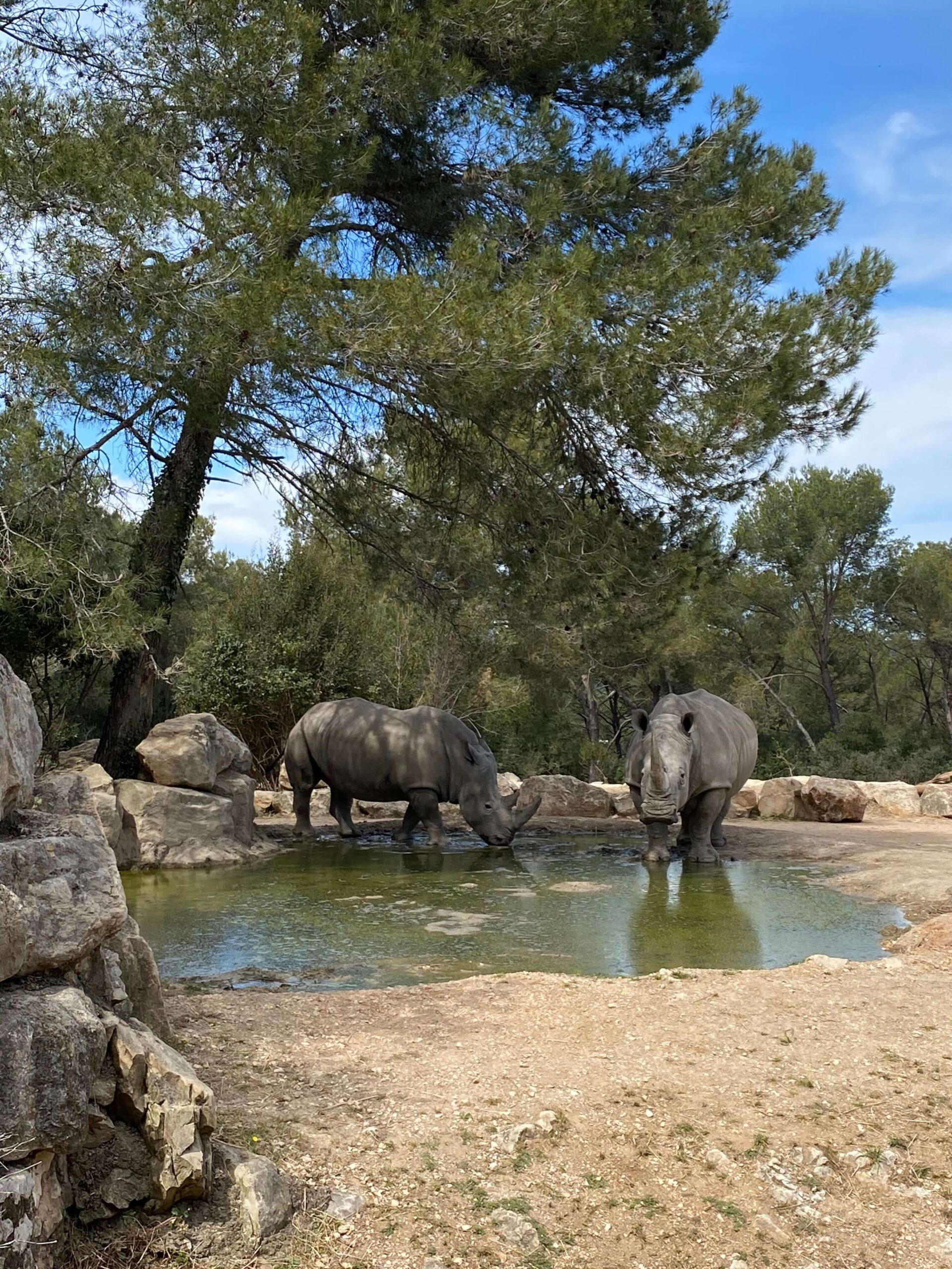 zoo safari puglia foto