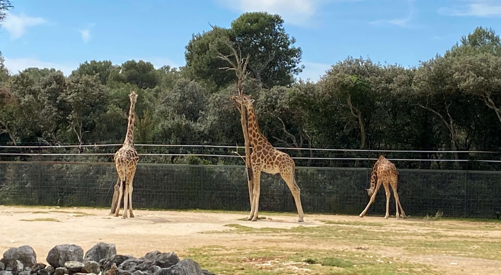 zoo safari puglia dove si trova