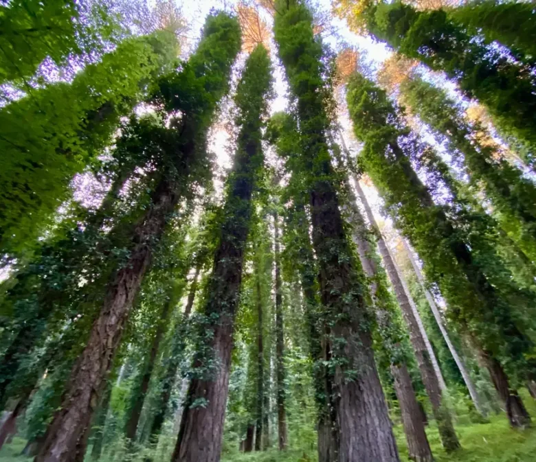 foresta umbra puglia